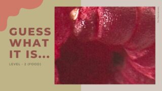 Guess What It Is? – Week One #elephantbrain