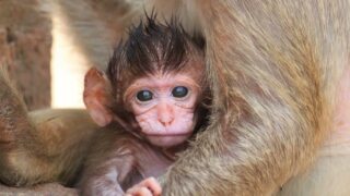 Calming Animal Video for Seniors | Relaxing Baby Animals