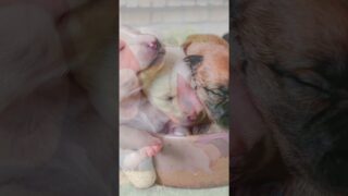 Puppy Love #shorts #elephantbrain