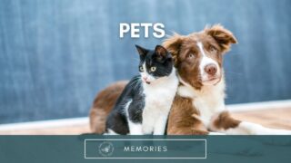 Pet Memories — A Heartwarming 5-Minute Reminiscing Activity Video for Seniors #dementia