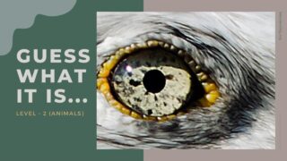 Guess What It Is (Animals) – Brain Games to Sharpen the Mind
