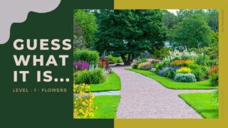 Guess What It Is – (Flowers) – Brain Games to Sharpen the Mind